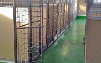 What to Look for When Visiting a Boarding Kennel for Your Dog