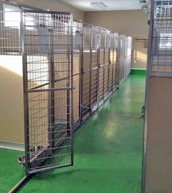 What to Look for When Visiting a Boarding Kennel for Your Dog